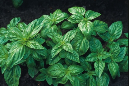 Picture of Basil Classic Italian